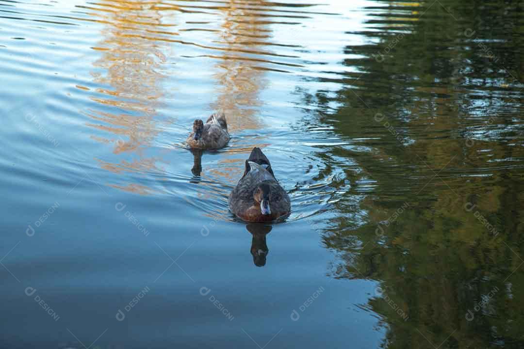 Dois Patos Nadando Em Lago no Europarque Em Portugal Imagem JPG