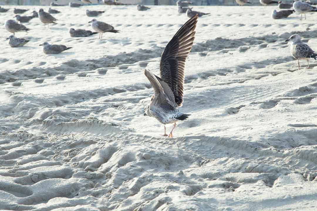 Gaiovota Se Preparando para Voar Em Praia de Matosinho Em Portugal Imagem JPG