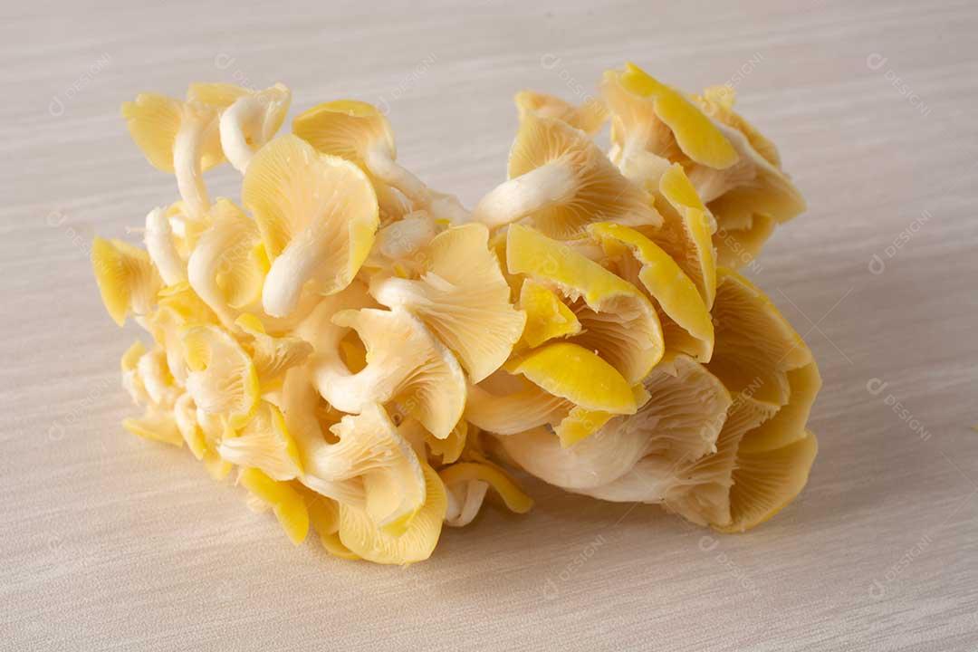 Cogumelos De Limão
