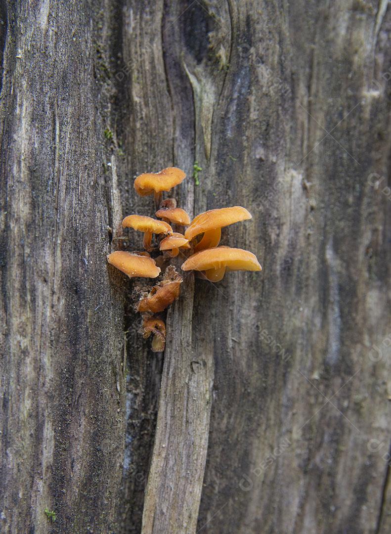 Foto Grupo de Cogumelos Laranja Crescendo Tronco de Árvore Floresta Tropical