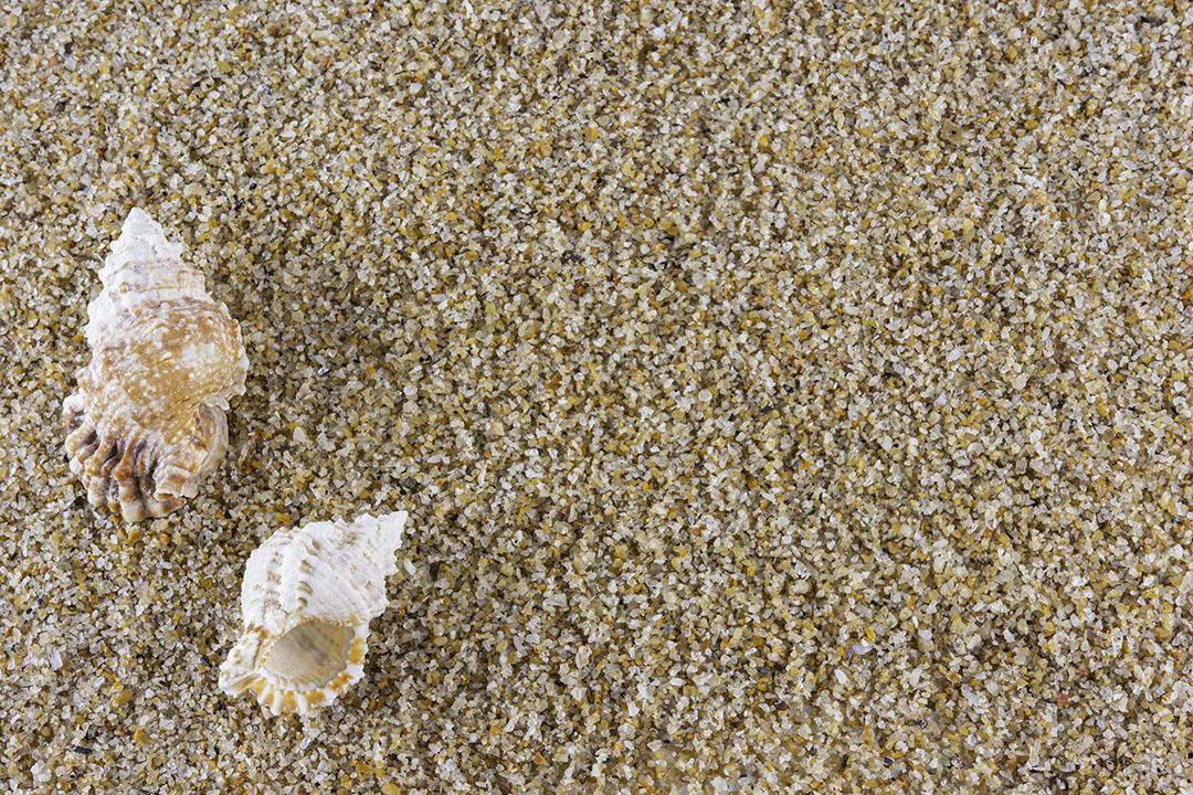 Foto par de Conchas Sobre Fundo de Areia Com Espaço para Texto Conchas na Praia