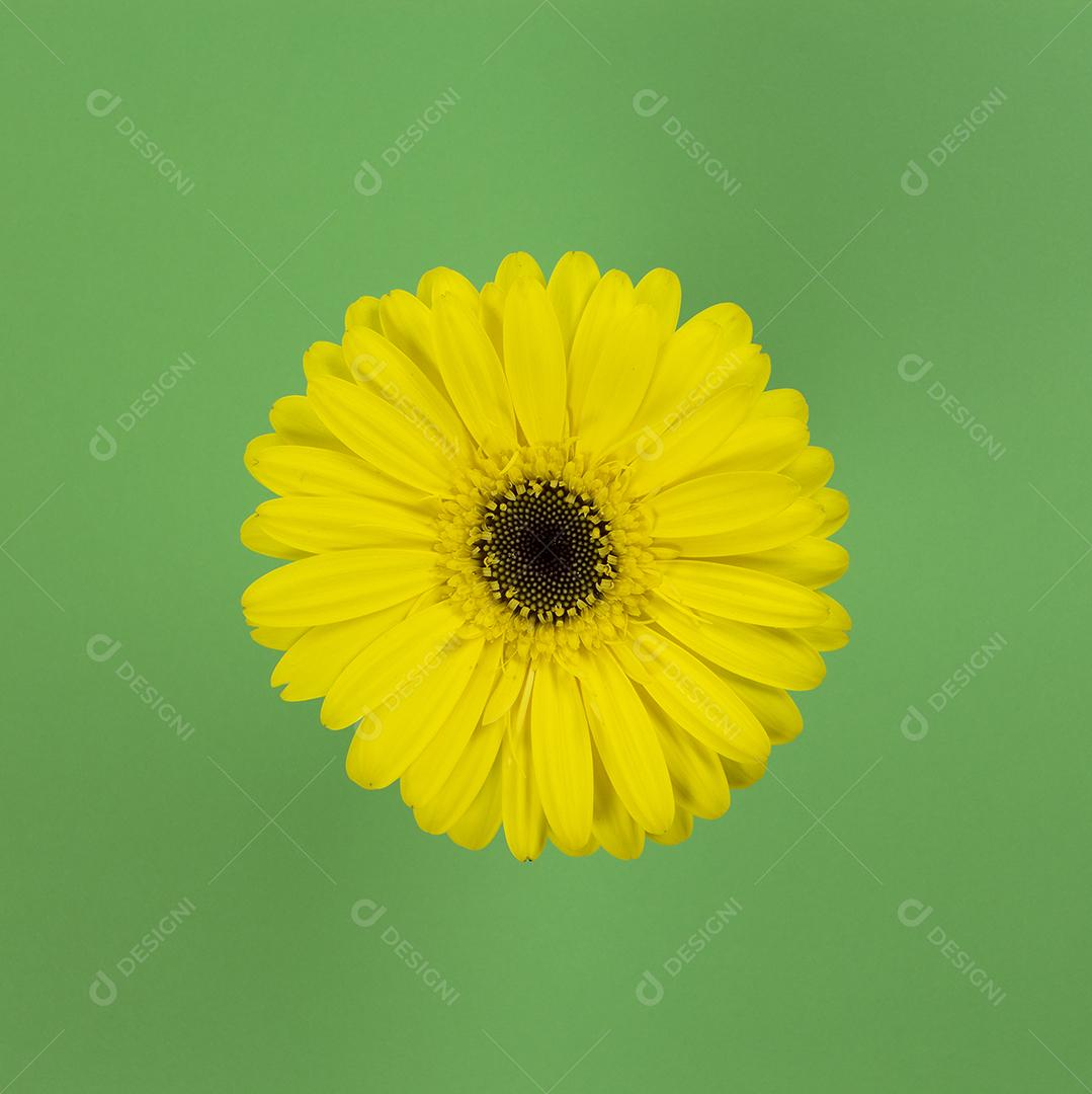 Flor de Gerbera Amarela Sobre Fundo Verde Imagem JPG