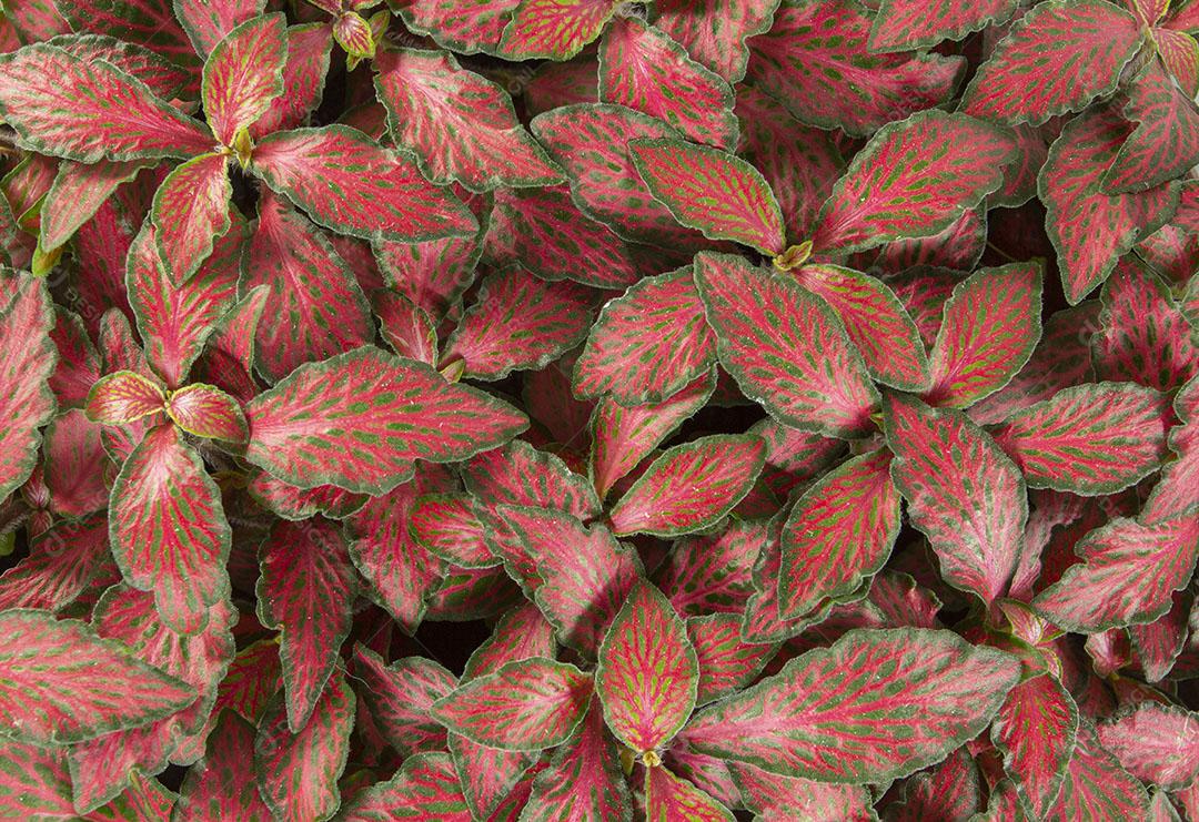 Vista Superior Aproximada de Folhas Vermelhas e Verdes Imagem JPG