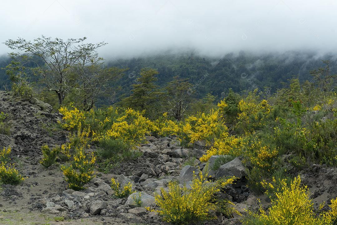 Plantas Árvores Flores Cinzas Vulcão Imagem JPG