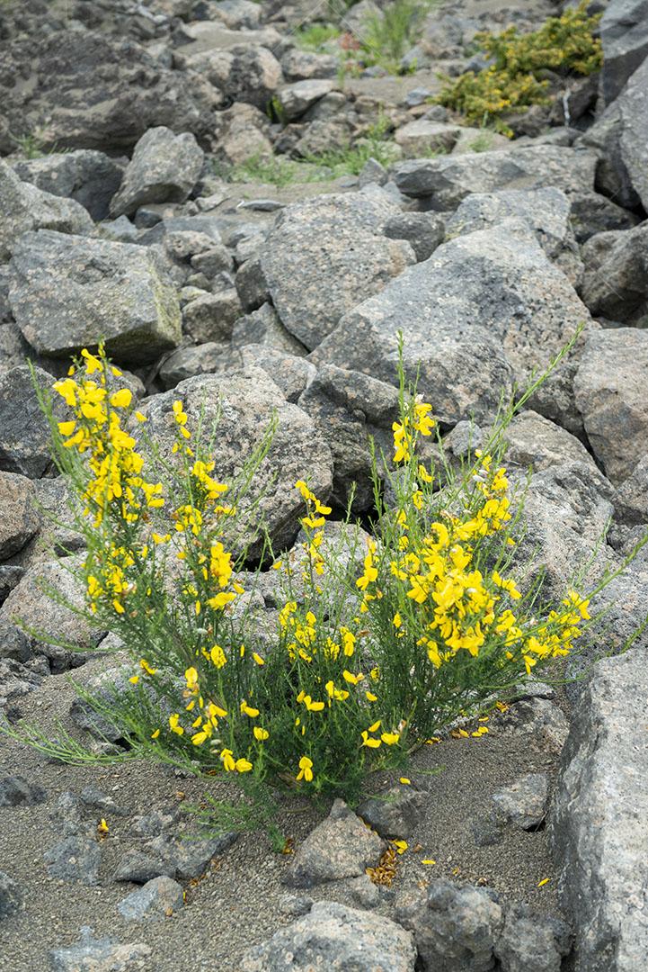 Plantas Árvores Flores Cinzas Vulcão Imagem JPG