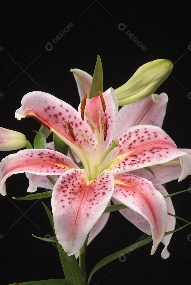 Flor de Amaryllis Em Fundo Preto Plantas Imagem JPG