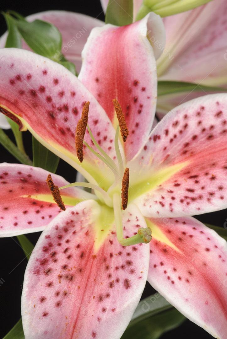 Flor de Amaryllis Em Fundo Preto Plantas Imagem JPG