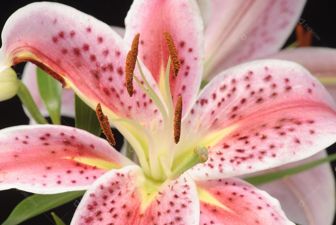 Flor de Amaryllis Em Fundo Preto Plantas Imagem JPG