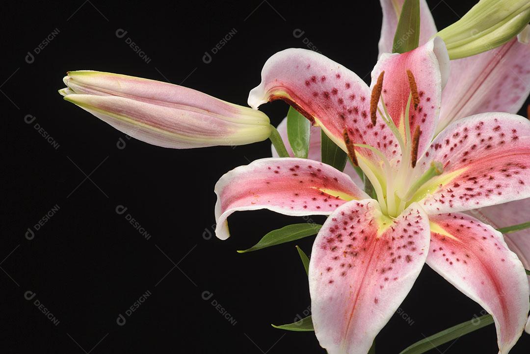 Flor de Amaryllis Em Fundo Preto Plantas Imagem JPG