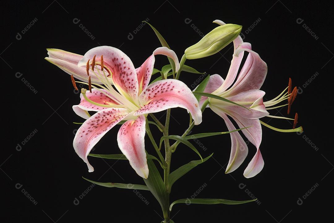 Flor de Amaryllis Em Fundo Preto Plantas Imagem JPG