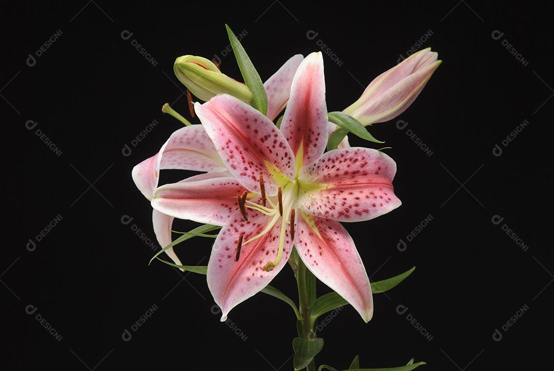 Flor de Amaryllis Em Fundo Preto Plantas Imagem JPG