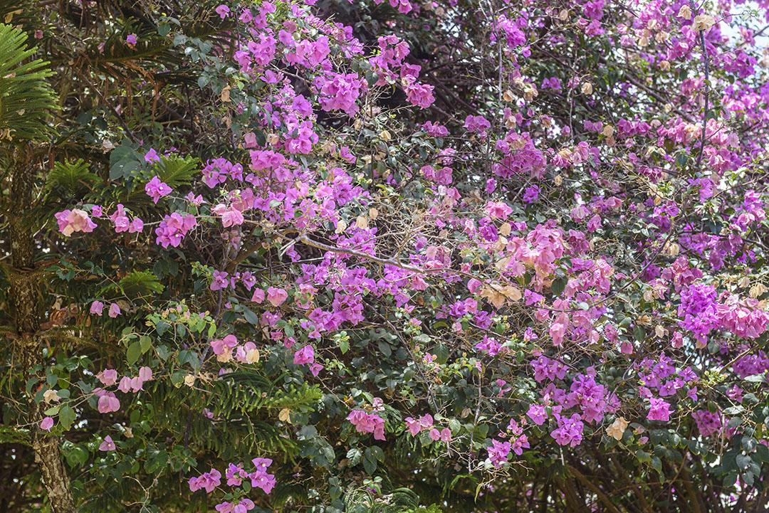 Flor de Buganvílias Rosa Em Ao ar Livre Imagem JPG