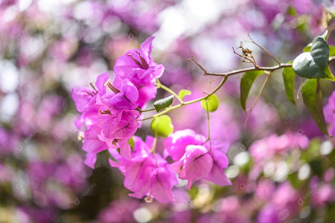 Flor de Buganvílias Rosa Em Ao ar Livre Imagem JPG