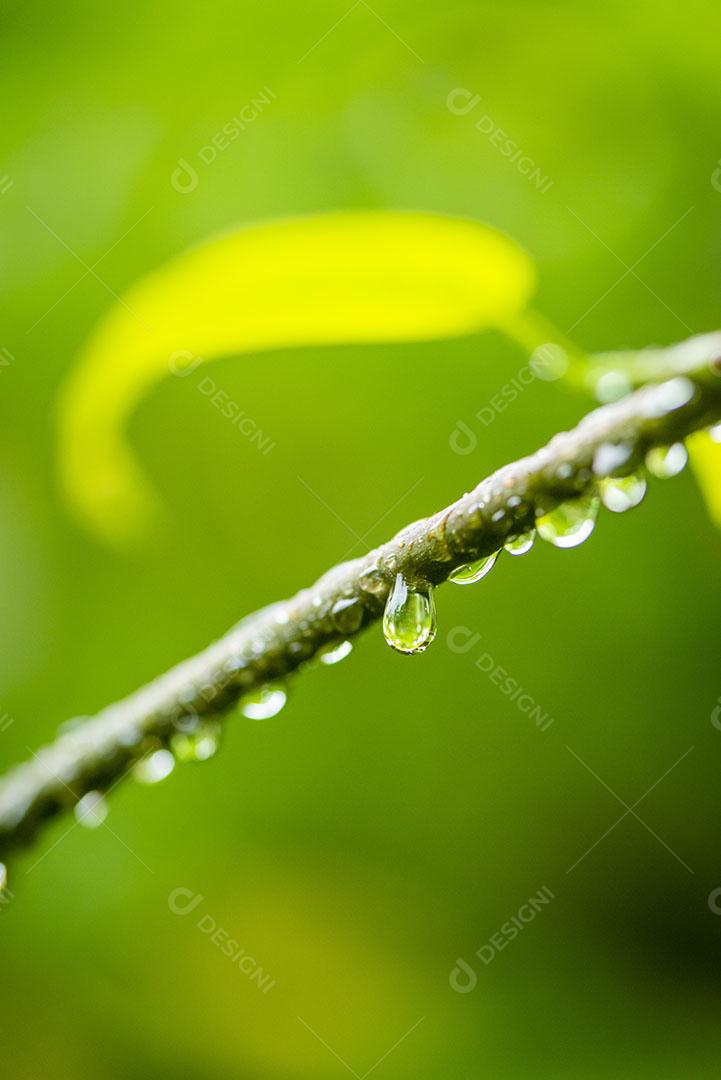 Gota de Água Escorrendo da Folha Sobre Fundo Verde Desfocado Imagem JPG