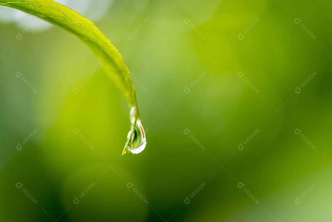 Gota de Água Escorrendo da Folha Sobre Fundo Verde Desfocado Imagem JPG