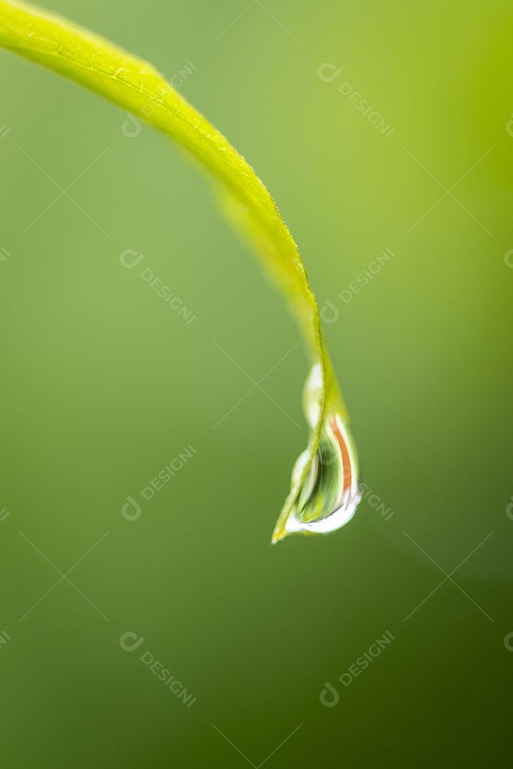 Gota de Água Escorrendo da Folha Sobre Fundo Verde Desfocado Imagem JPG