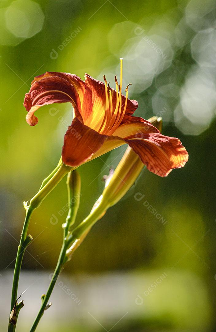 Flor de Amaryllis Fundo com Plantas Imagem JPG