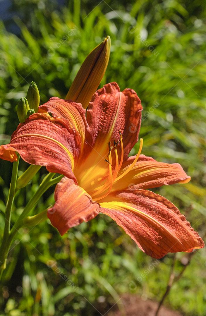 Flor de Amaryllis Fundo com Plantas Imagem JPG