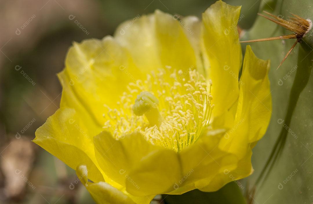 Flor Amarela do Cacto Opuntia Ficus Imagem JPG