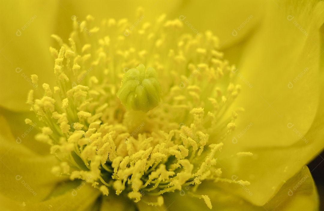 Flor Amarela do Cacto Opuntia Ficus Imagem JPG