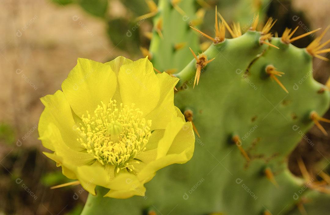 Flor Amarela do Cacto Opuntia Ficus Imagem JPG