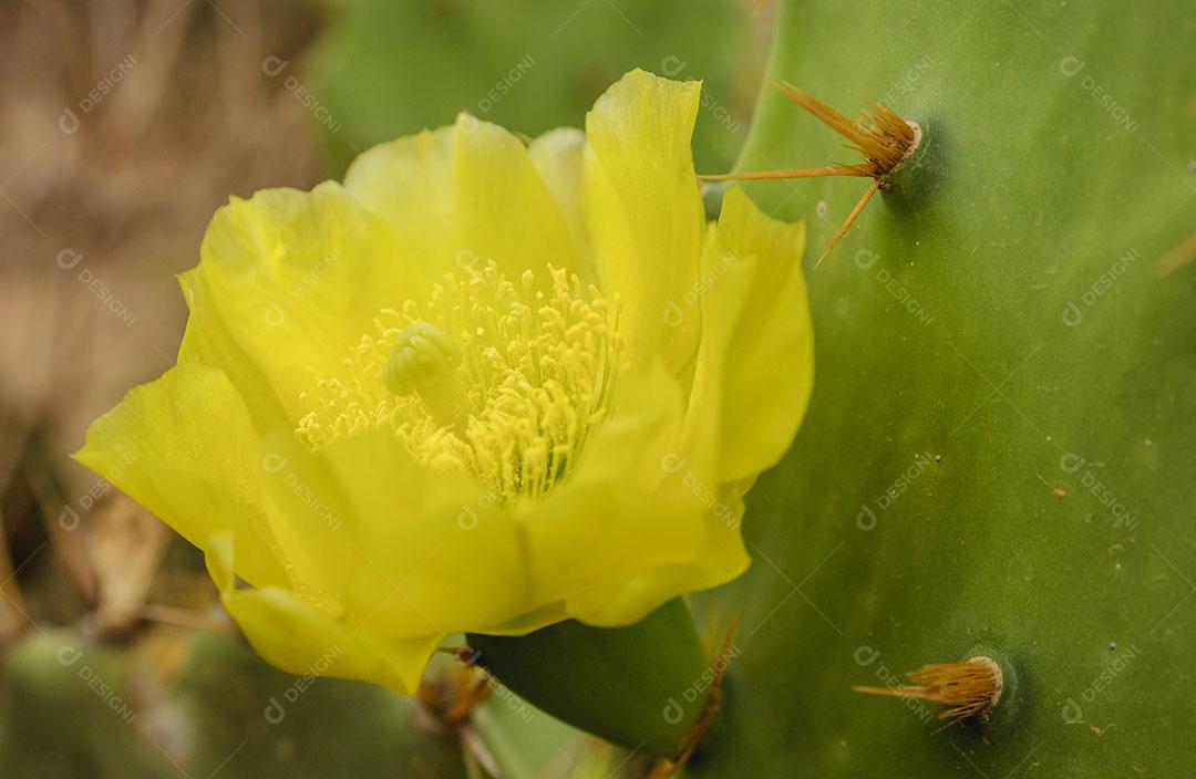 Flor Amarela do Cacto Opuntia Ficus Imagem JPG