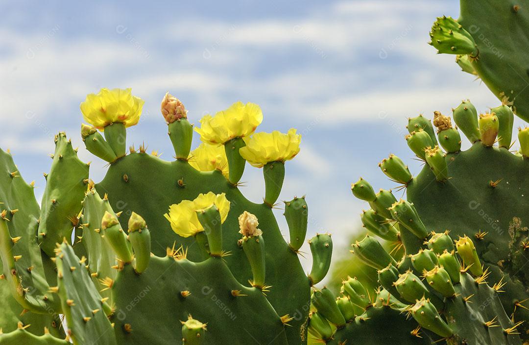 Flor Amarela do Cacto Opuntia Ficus Imagem JPG