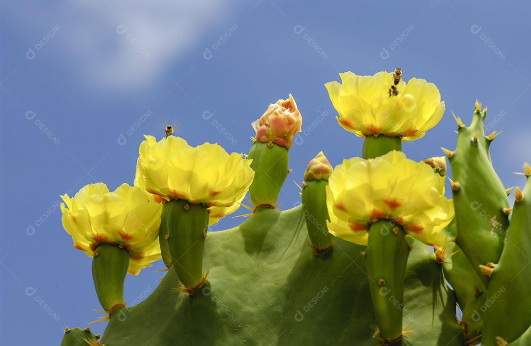 Flor Amarela do Cacto Opuntia Ficus Imagem JPG