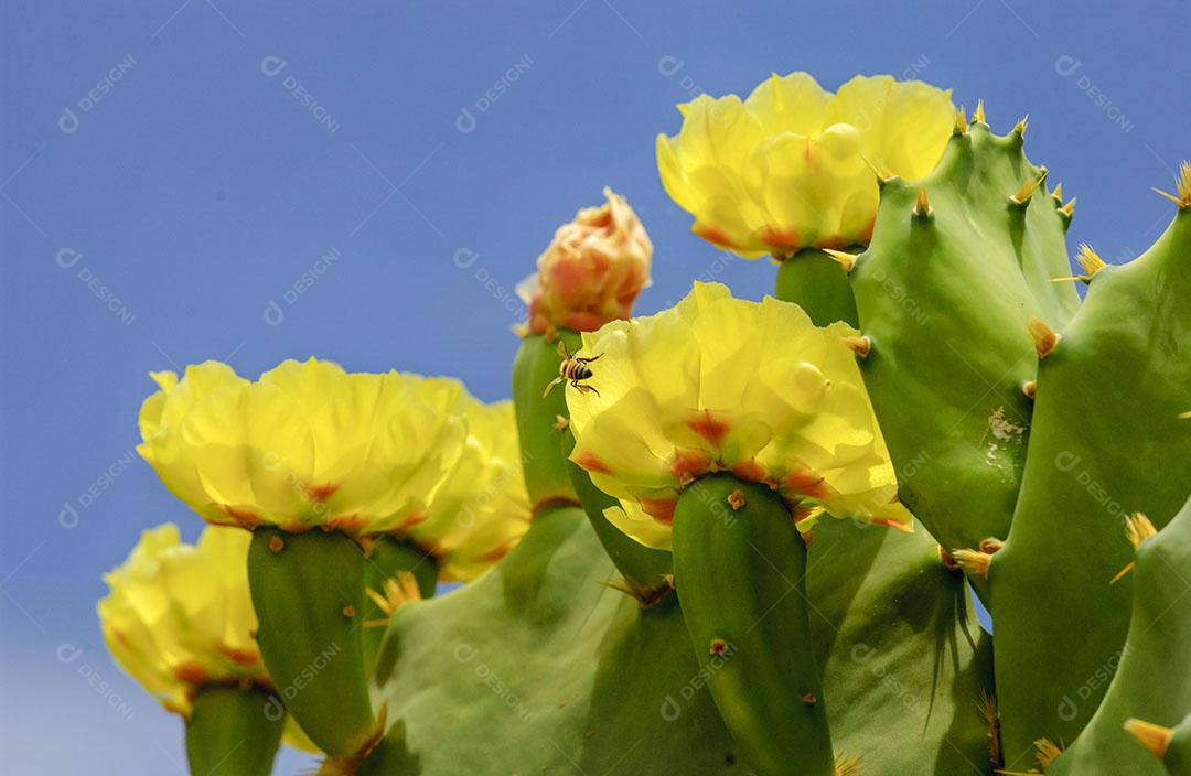 Flor Amarela do Cacto Opuntia Ficus Imagem JPG
