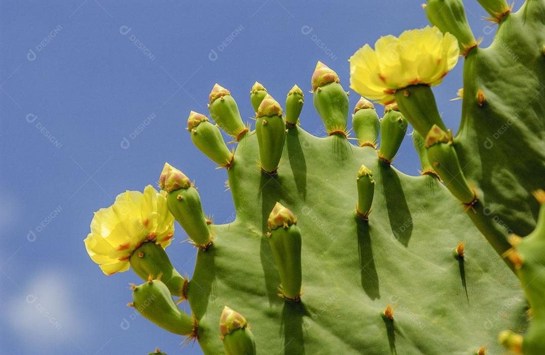 Flor Amarela do Cacto Opuntia Ficus Imagem JPG