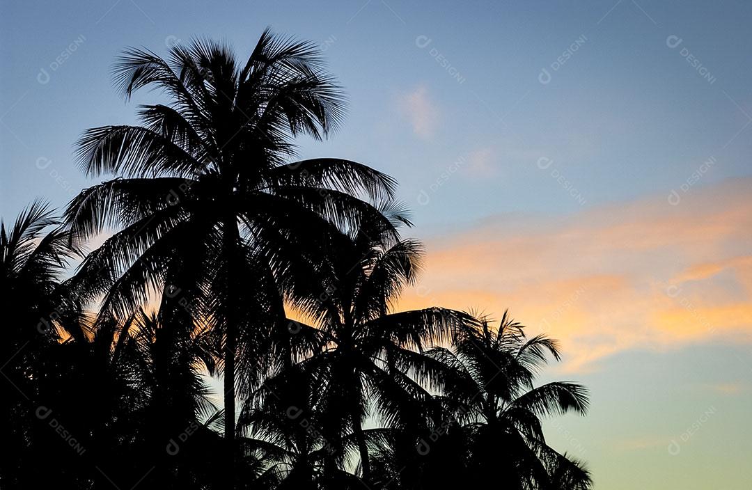 Coqueiral Em Um Dia Ensolarado Com Céu Azul na Paraíba Brasil Imagem JPG