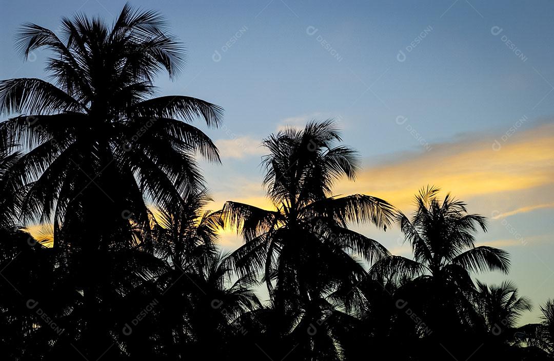 Coqueiral Em Um Dia Ensolarado Com Céu Azul na Paraíba Brasil Imagem JPG