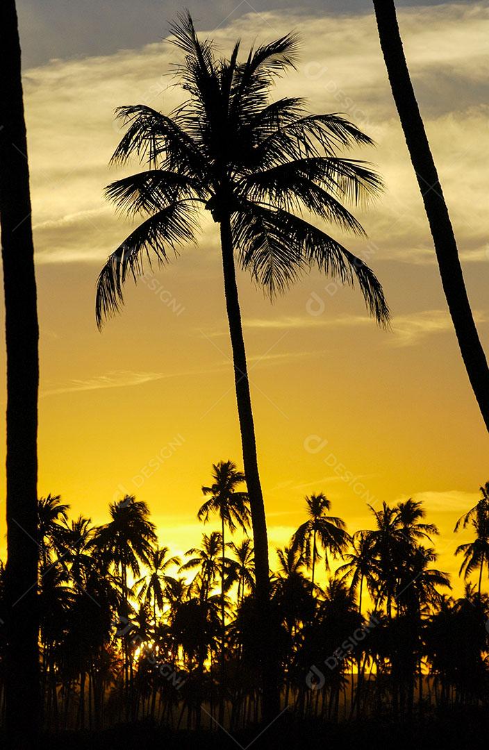 Coqueiral Em Um Dia Ensolarado Com Céu Azul na Paraíba Brasil Imagem JPG
