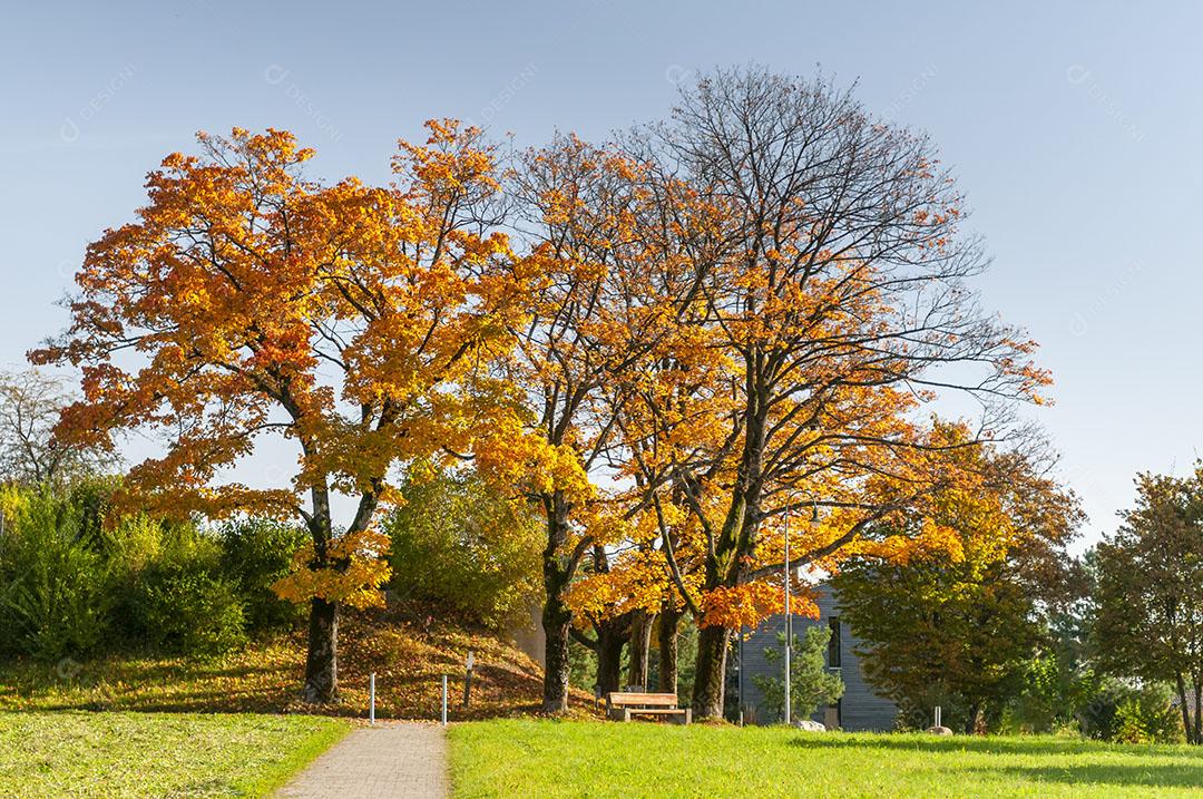 Árvores Frondosas de Outono Em Zurique Suíça Imagem JPG