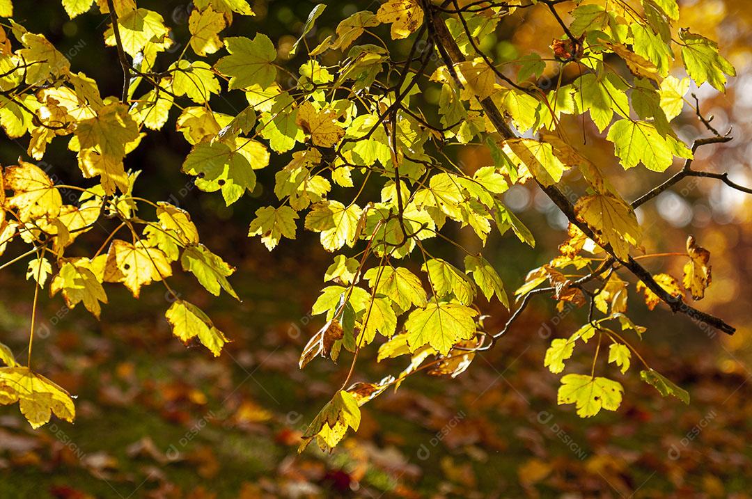 Árvores Frondosas de Outono Em Zurique Suíça Imagem JPG