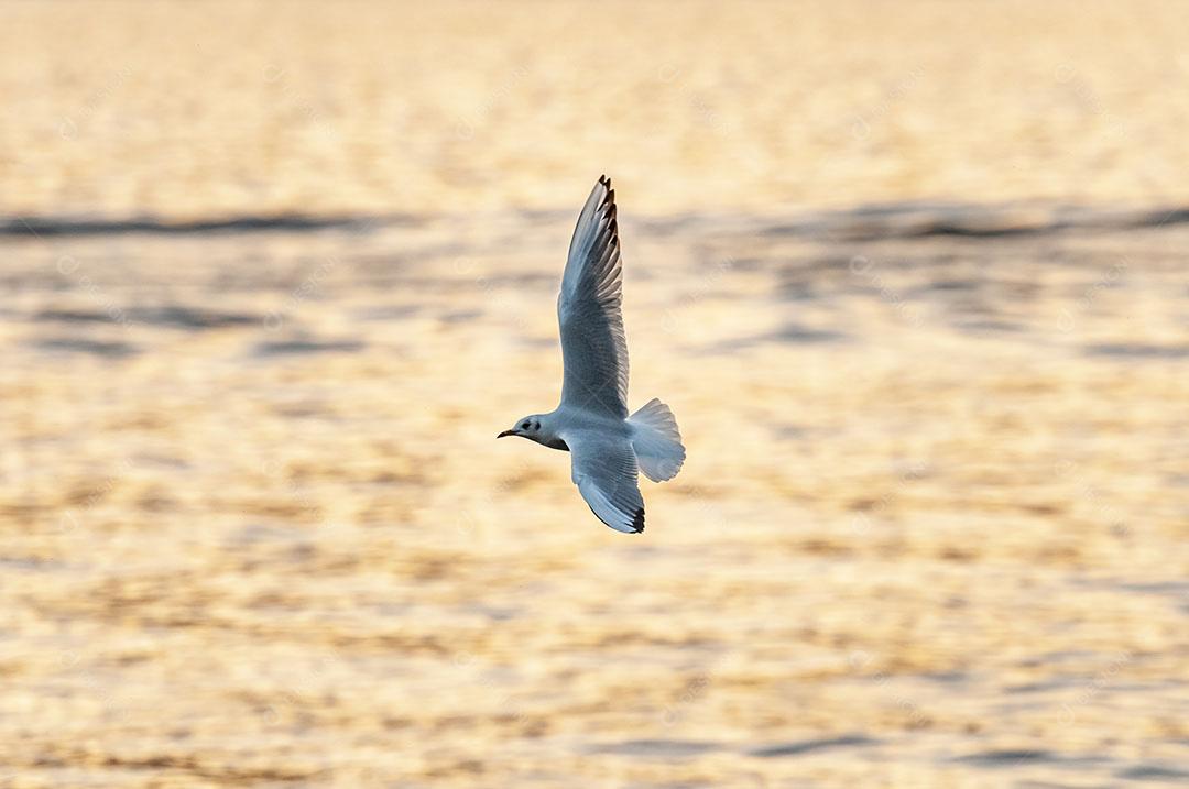 Pássaro Voando no Lago Zurique Suíça Aves Imagem JPG