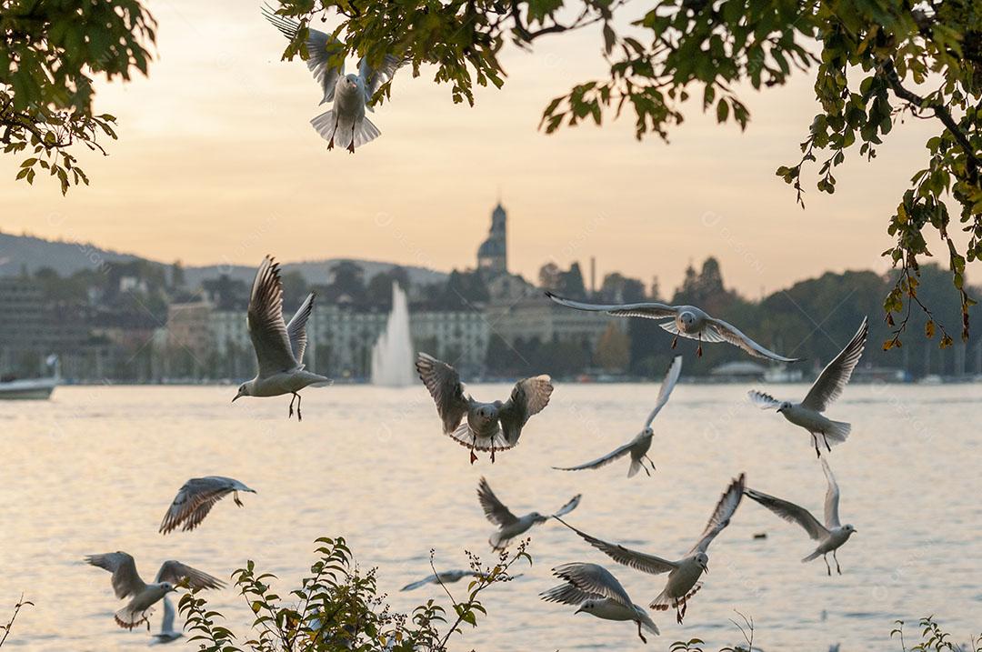 Pássaro Voando no Lago Zurique Suíça Aves Imagem JPG