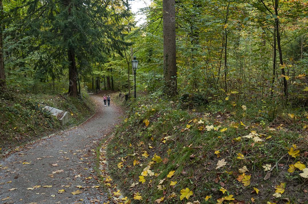 Trilha de Montanha Perto de Zurique, Suíça Árvores e Caminho Imagem JPG