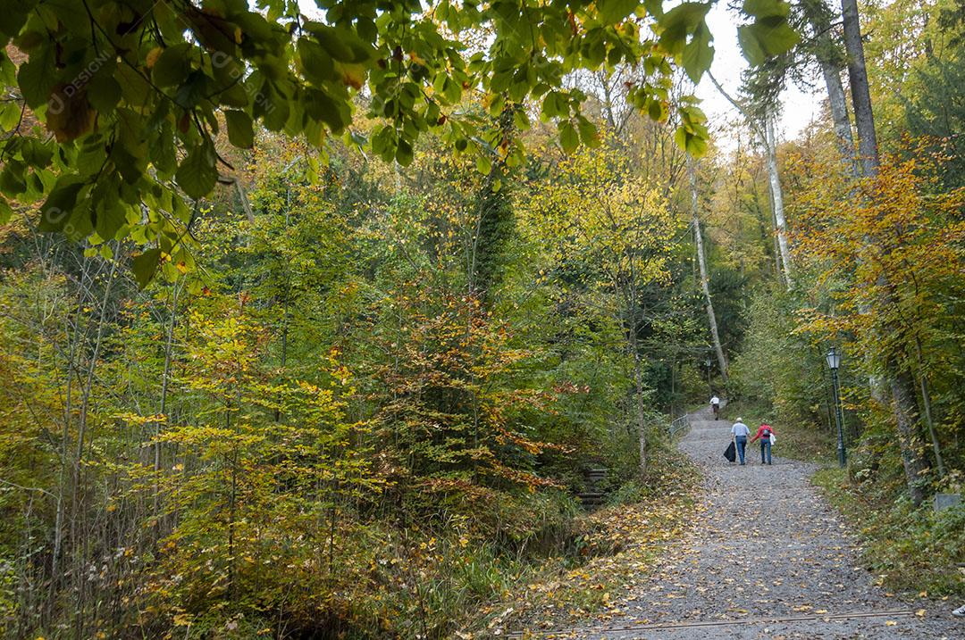 Trilha de Montanha Perto de Zurique, Suíça Árvores e Caminho Imagem JPG