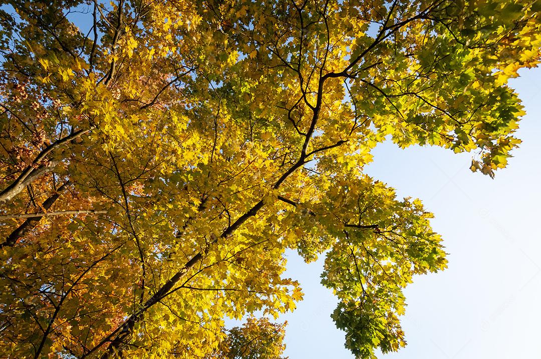 Árvores Frondosas de Outono Em Zurique Suíça Imagem JPG