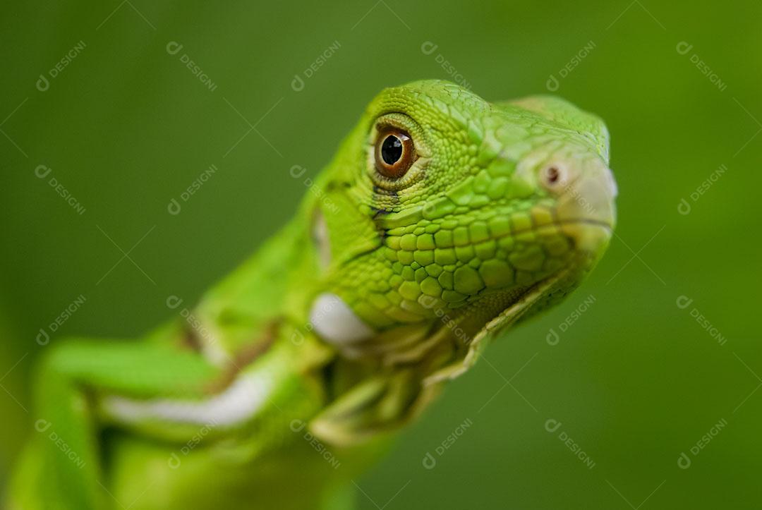 Iguana Verde Com Fundo Verde Biodiversidade Sul Americana e Brasileira Imagem JPG