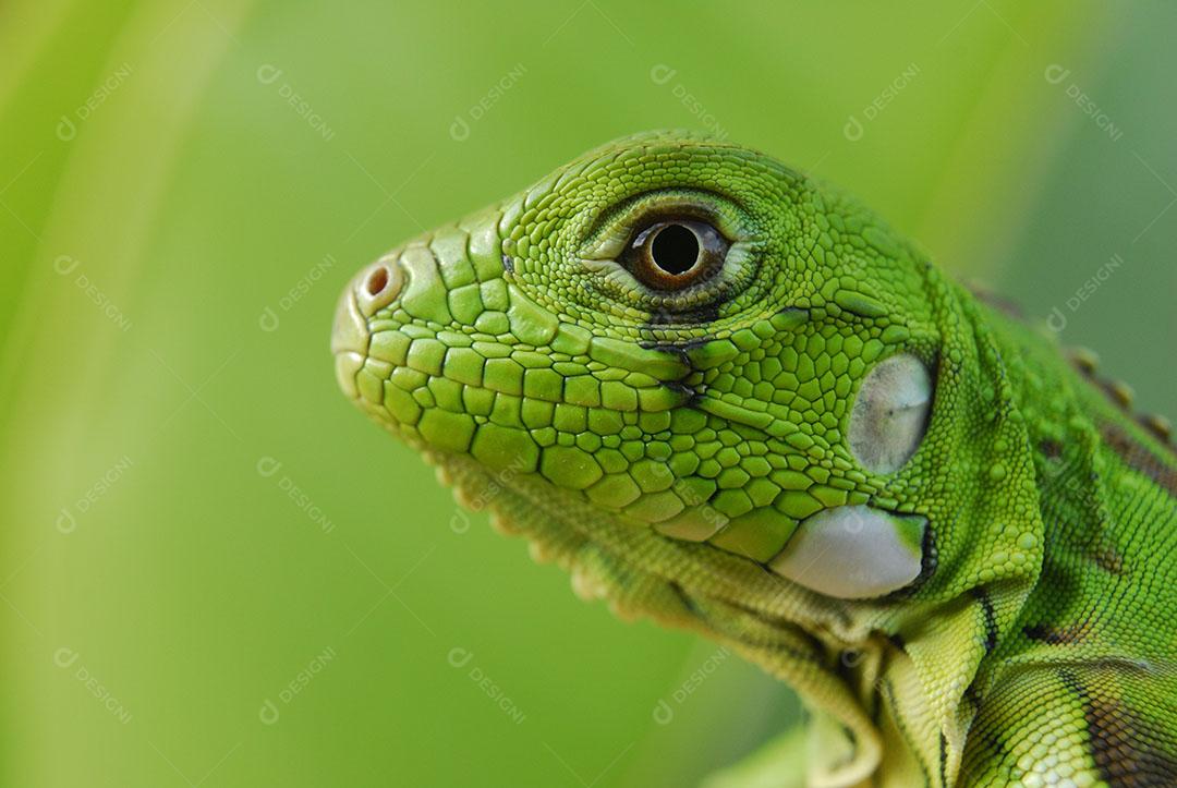 Iguana Verde Com Fundo Verde Biodiversidade Sul Americana e Brasileira Imagem JPG