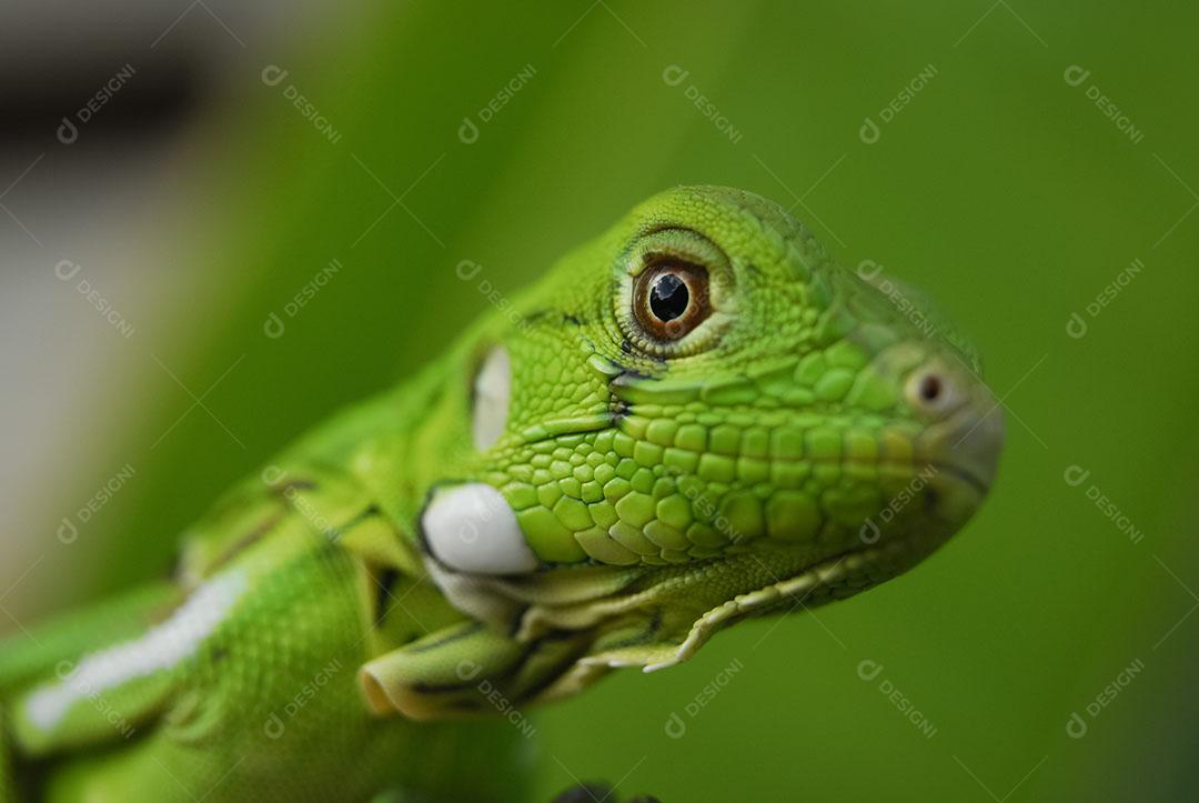 Iguana Verde Com Fundo Verde Biodiversidade Sul Americana e Brasileira Imagem JPG