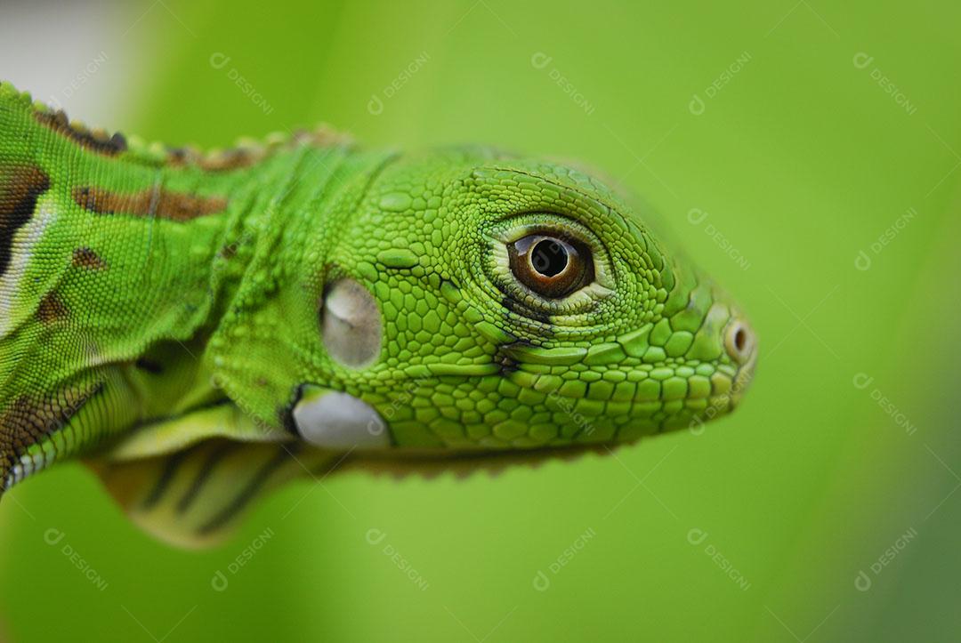 Iguana Verde Com Fundo Verde Biodiversidade Sul Americana e Brasileira Imagem JPG