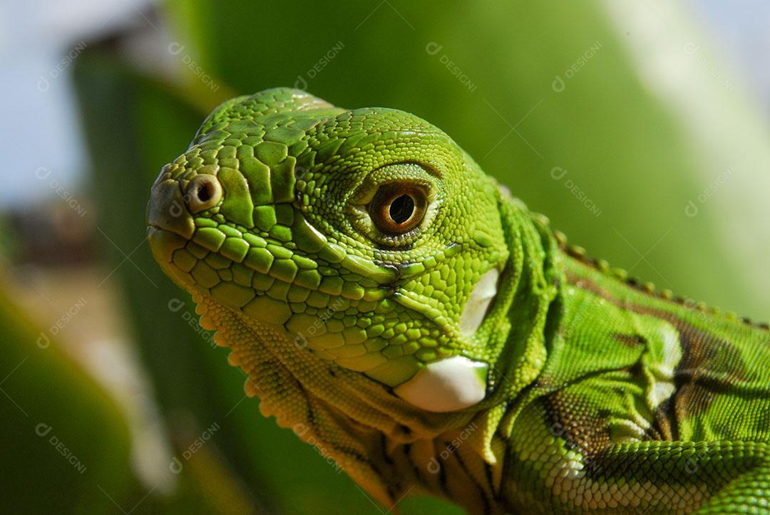 Iguana Verde Com Fundo Verde Biodiversidade Sul Americana e Brasileira Imagem JPG