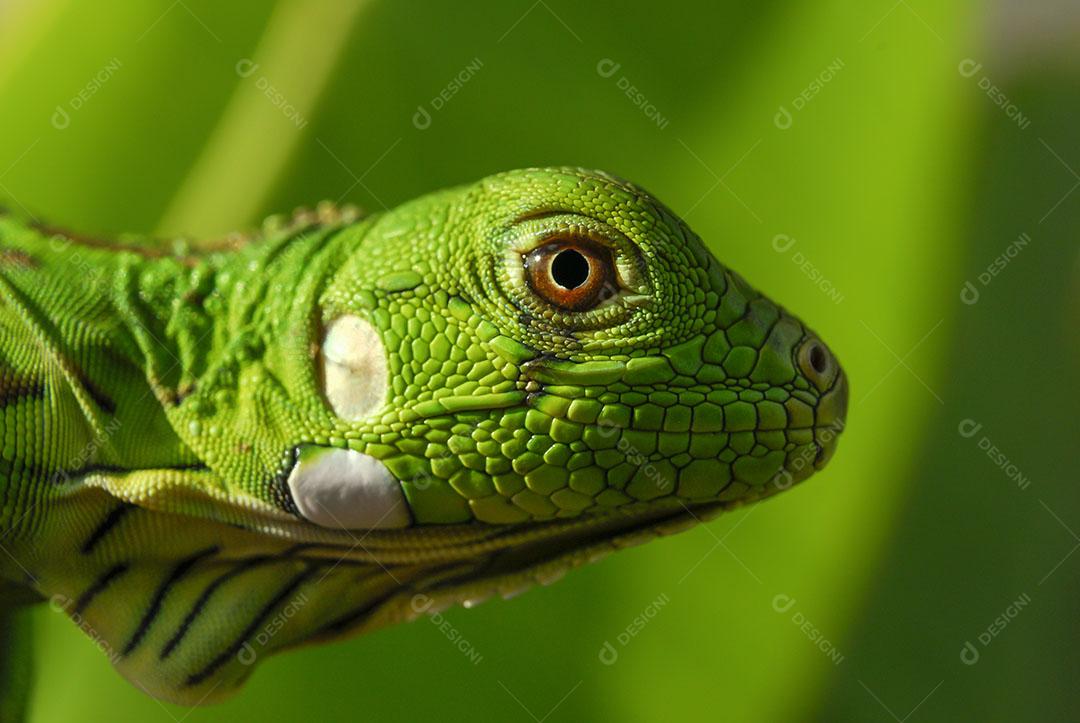 Iguana Verde Com Fundo Verde Biodiversidade Sul Americana e Brasileira Imagem JPG