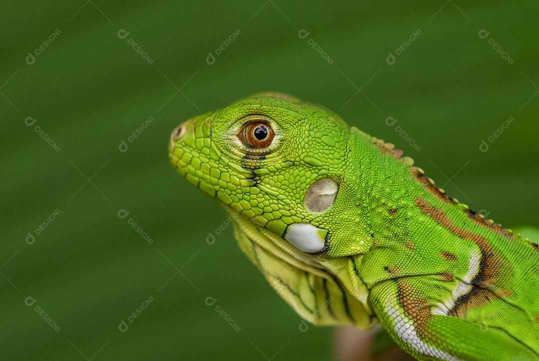 Iguana Verde Com Fundo Verde Biodiversidade Sul Americana e Brasileira Imagem JPG
