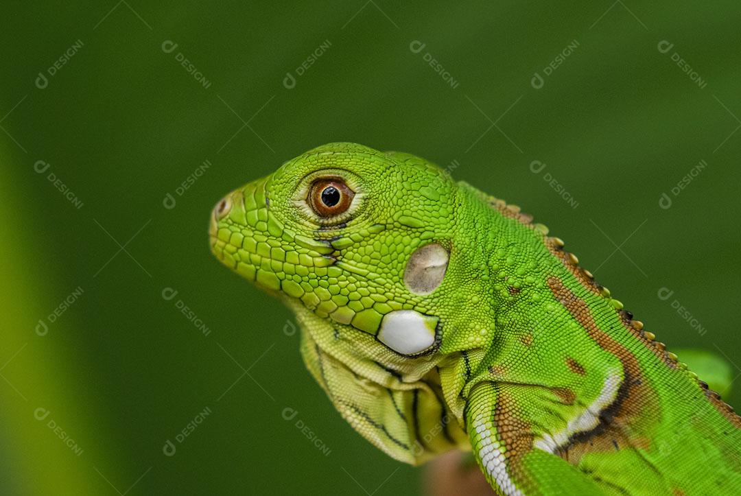 Iguana Verde Com Fundo Verde Biodiversidade Sul Americana e Brasileira Imagem JPG