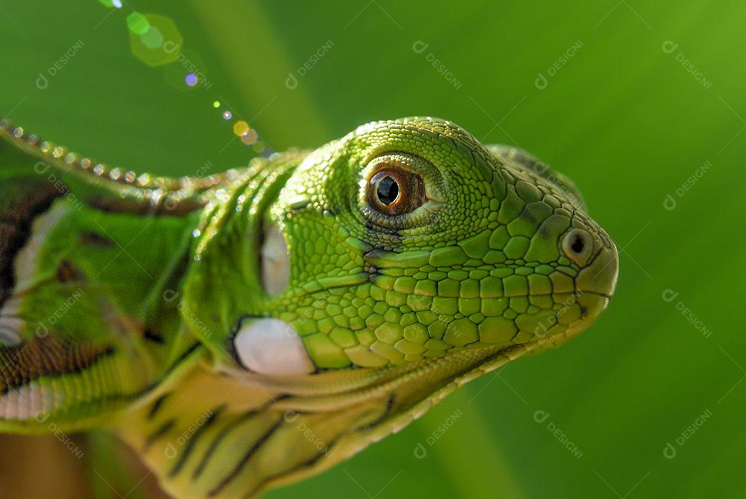 Iguana Verde Com Fundo Verde Biodiversidade Sul Americana e Brasileira Imagem JPG