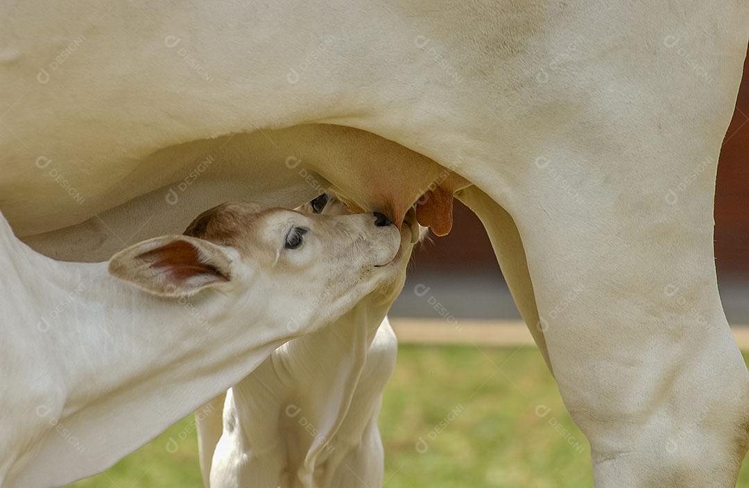 Pecuária Boi Bezerro Mamando na Teta Fazenda Imagem JPG